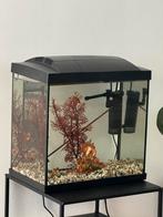 Aquarium met visjes erin!!, Ophalen, Zo goed als nieuw, Gevuld zoetwateraquarium
