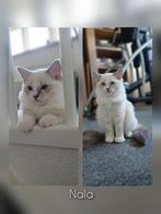 2 Ragdoll kittens met stamboom, Meerdere dieren, Gechipt, 0 tot 2 jaar