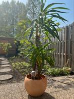 Mooie yucca palm te koop!, Tuin en Terras, Planten | Bomen, Volle zon, Ophalen of Verzenden, Palmboom, 100 tot 250 cm