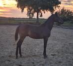 Hengstveulen van Denver U.S. te koop, Dieren en Toebehoren, Hengst, Dressuurpaard, 0 tot 2 jaar