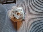 Cavia zeugje, Dieren en Toebehoren, Knaagdieren, Cavia, Vrouwelijk, Mei, Tam