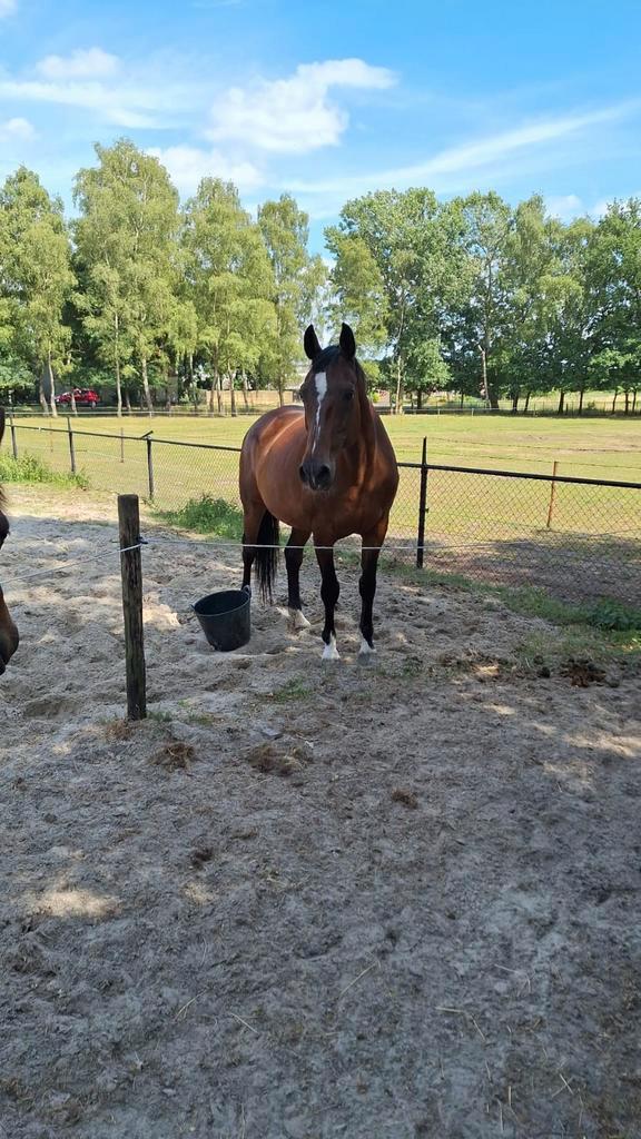 Hele mooie en lieve Elite merrie te koop, Dieren en Toebehoren, Paarden, Merrie, ZZ, 165 tot 170 cm, 11 jaar of ouder, Recreatiepaard