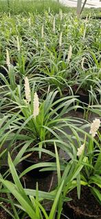 Liriope monroe white pot 17cm, Tuin en Terras, Planten | Tuinplanten, Ophalen, Zomer, Overige soorten
