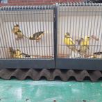 kanaries bonte, Dieren en Toebehoren