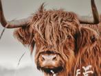 XXL Stoer Canvas Schilderij van Schotse Hooglander, Huis en Inrichting, Ophalen of Verzenden, Nieuw