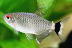 Roodoogzalm - Moenkhausia sanctaefilomenae - Koidream, Dieren en Toebehoren, Vis, Zoetwatervis