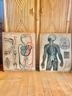 2x Wolters Noordhoff vintage schoolplaten het gebit  zenuwen, Ophalen of Verzenden