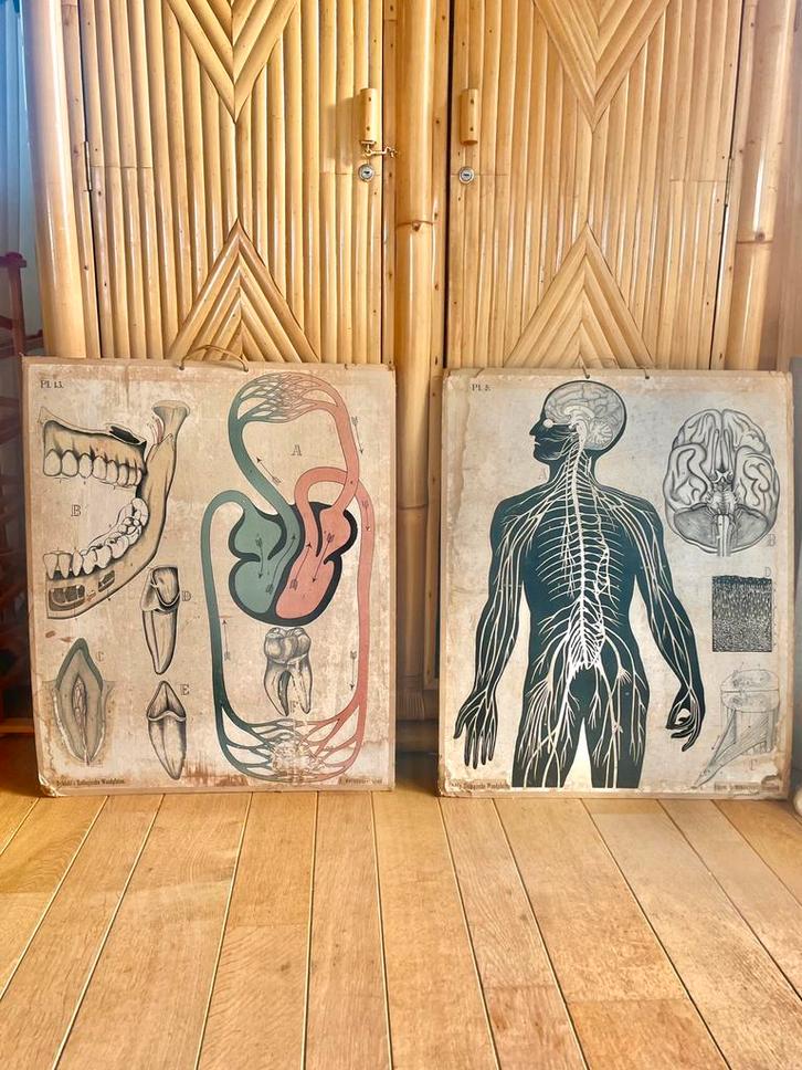2x Wolters Noordhoff vintage schoolplaten het gebit  zenuwen, Antiek en Kunst, Kunst | Schilderijen | Abstract, Ophalen of Verzenden