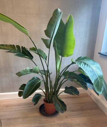 Strelitzia nicolai 150cm hoog beschikbaar voor biedingen