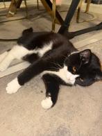 Halfbritskort haar en half ragdul, Dieren en Toebehoren, Katten en Kittens | Raskatten | Korthaar, Kater