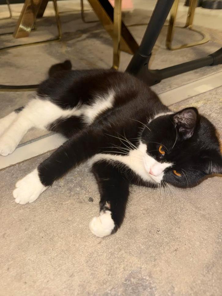 Halfbritskort haar en half ragdul, Dieren en Toebehoren, Katten en Kittens | Raskatten | Korthaar, Kater