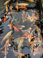 Japanse koi Omosako, Hirasawa en Ogata mix 25/35 AANBIEDING, Dieren en Toebehoren, Karper of Koi