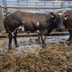 dikbil stieren, Mannelijk, 0 tot 2 jaar