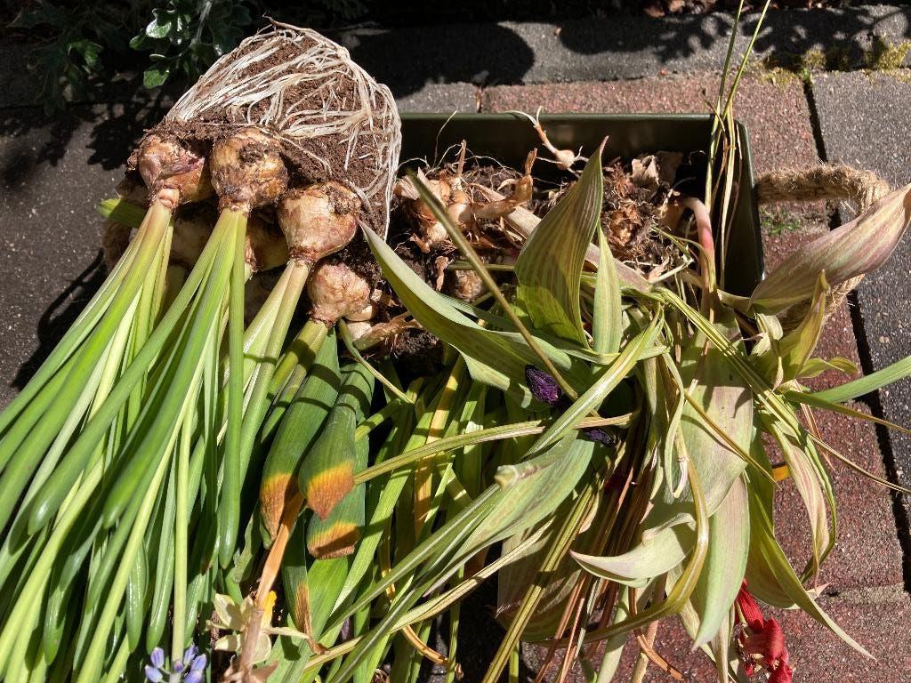 Uitgebloeide bloembolletjes, Tuin en Terras, Bloembollen en Zaden, Ophalen of Verzenden, Halfschaduw, Bloembol