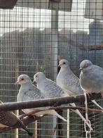 Diamantduifjes duivinen, Meerdere dieren, Overige soorten