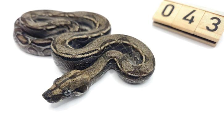 Boa 2025 Anery 66% Albino 66% leopard