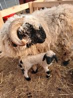 Mooie walliser zwarznaze ooi met ooilam, Dieren en Toebehoren, Vrouwelijk, Schaap, 0 tot 2 jaar