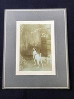 Kabinetfoto, Antieke foto van een hondje, Gebruikt, Foto, Ophalen of Verzenden, Voor 1940