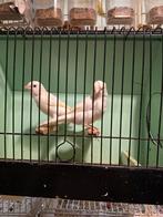 Witte ,gele ,satieh ,Friese, kobalt, Dieren en Toebehoren, Vogels | Kanaries, Meerdere dieren, Kleurkanarie