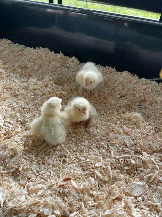 Broedeieren Poule de Bresse, Dieren en Toebehoren, Pluimvee, Kip, Geslacht onbekend