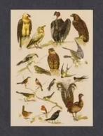 Vogels Roofvogels Gieren Zwaluw Kraai Fazant Koolmees Merel., Verzamelen, Ophalen of Verzenden, 1980 tot heden, Ongelopen, Vogel