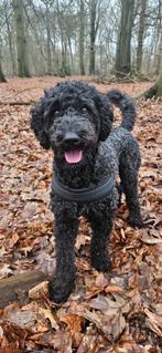 Labradoodle /goldendoodle nestje verwacht!! 20april, 8 tot 15 weken, Geslacht onbekend, Parvo, Meerdere