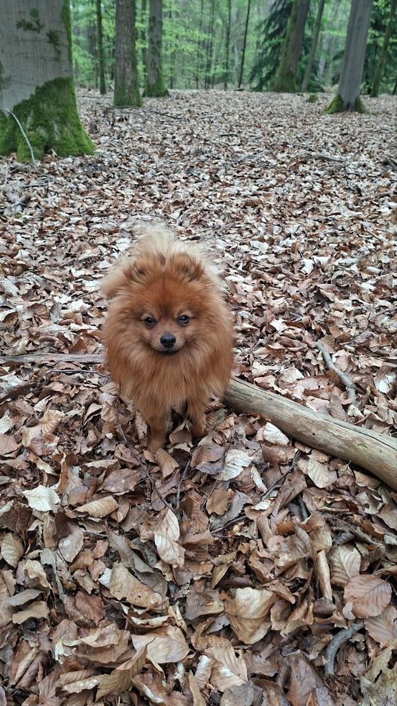 Super lieve dwergkees /pomeriaan, Dieren en Toebehoren, Keeshond, 15 weken tot 1 jaar, Reu, Parvo