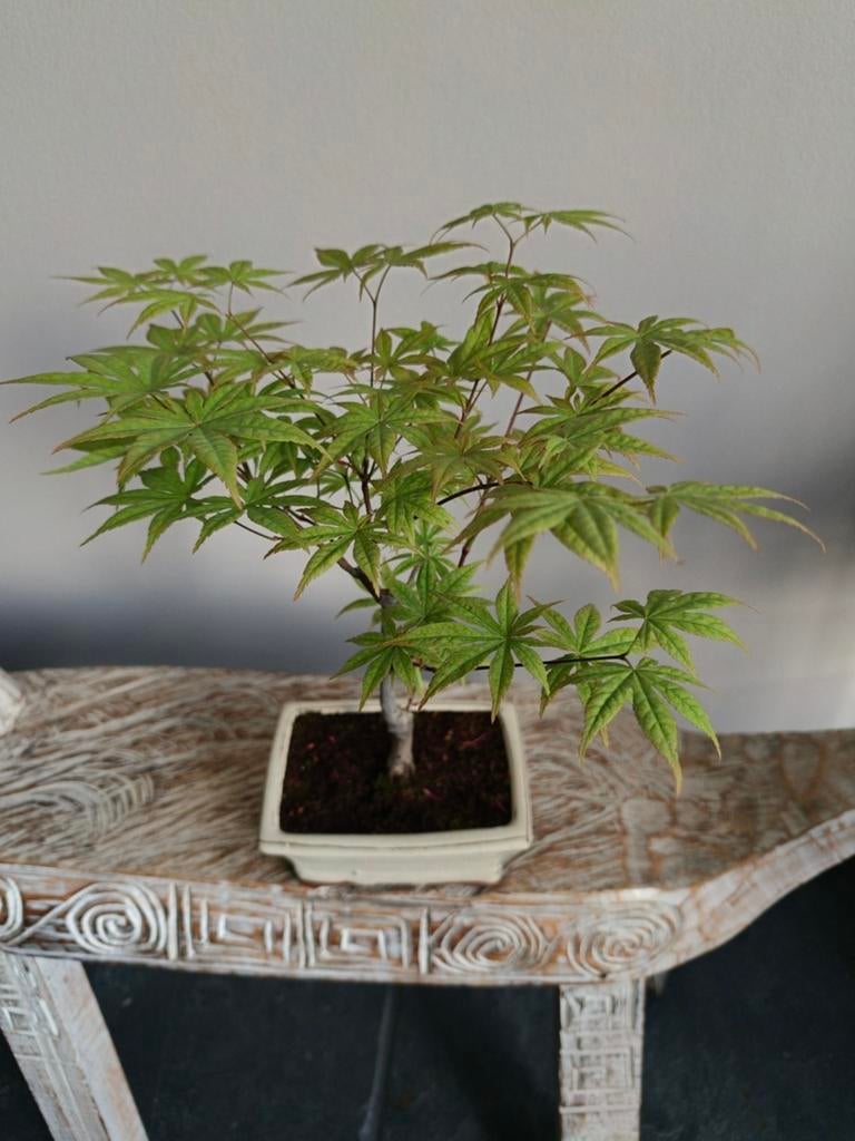 Acer Palmatum Japanse Esdoorn bonsai, Tuin en Terras, Planten | Bomen, Volle zon, Bloeit niet, Minder dan 100 cm, Overige soorten
