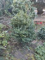 Mooie Vleesbes (Sarcococca) gratis af te halen in Den Haag, Tuin en Terras, Planten | Tuinplanten, Vaste plant, Halfschaduw, Winter