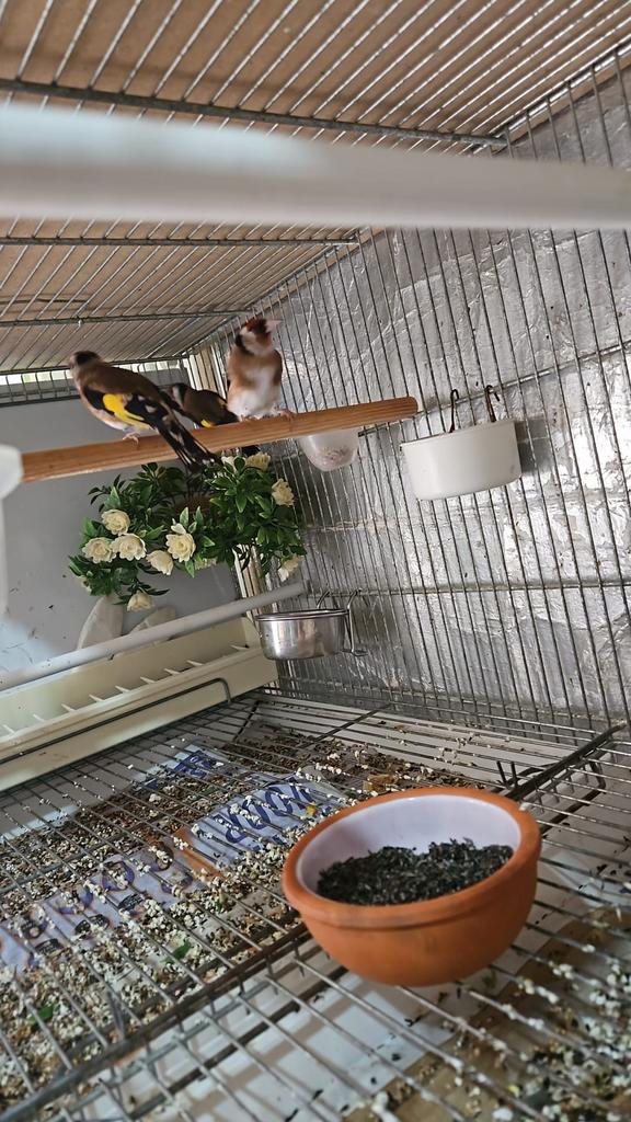 Kopel parva. Putter van 24, Dieren en Toebehoren, Vogels | Overige Vogels, Meerdere dieren, Wildzangvogel