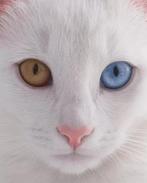 Gezocht !   Turkse Angora /Britse langhaar odd eye kitten, Dieren en Toebehoren, Katten en Kittens | Overige Katten, Poes