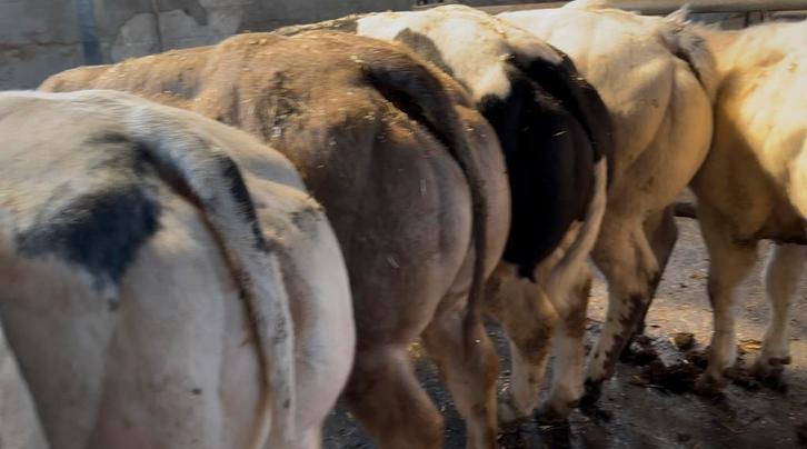 aangeboden: excellente koppel dikbilvaarzen !!!, Dieren en Toebehoren, Runderen, Vrouwelijk