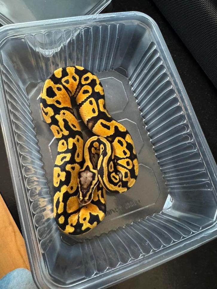 Konings python met overdrachtsverklaring Ball Python - male for sale from joey