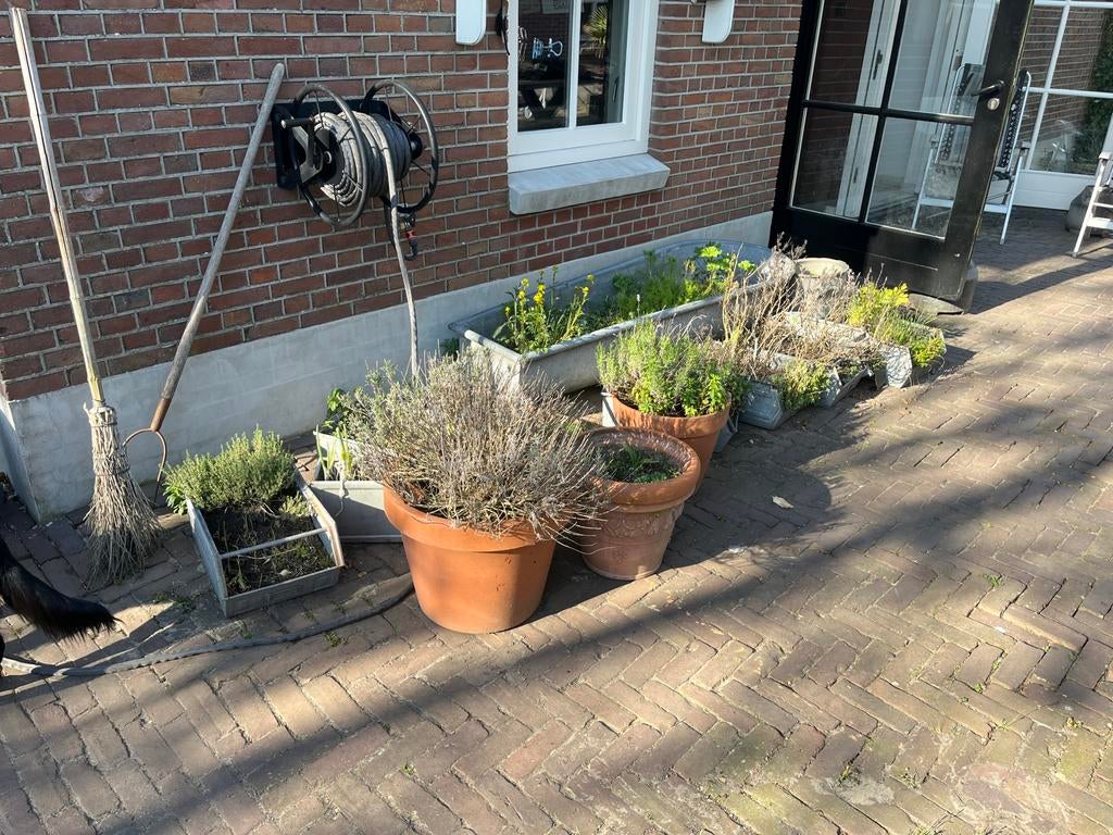 Diverse planten en kruiden in potten en zinken bakken, Ophalen, Volle zon, Vaste plant, Kruiden
