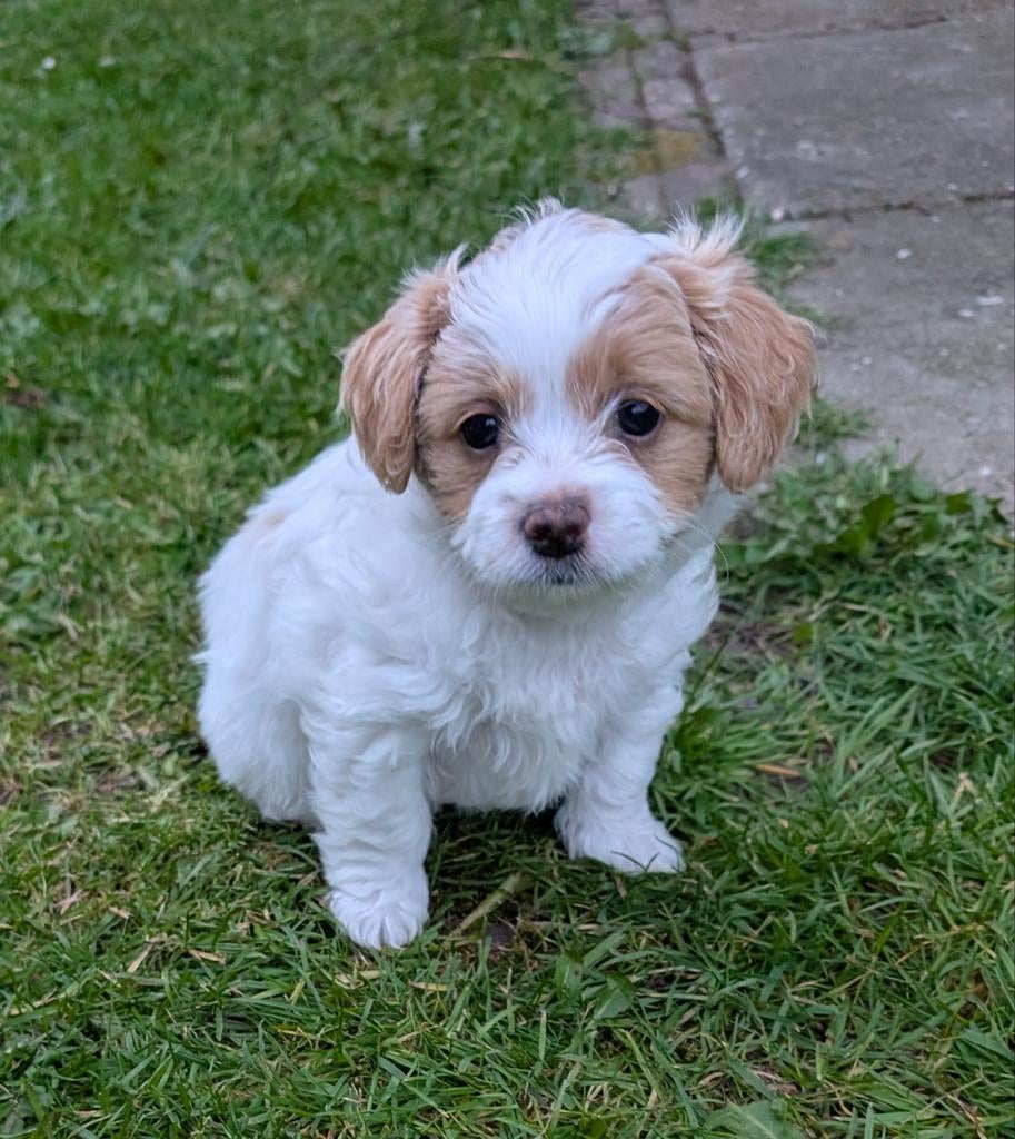 MaltiPoo pups  (nog 1 teefje en 1 reu), Dieren en Toebehoren, Honden | Chihuahua's en Gezelschapshonden, Parvo, Overige rassen