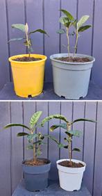 10 Japanse Wolmispel- Loquat- Eriobotrya japonica, Minder dan 100 cm, Overige soorten, Volle zon, In pot