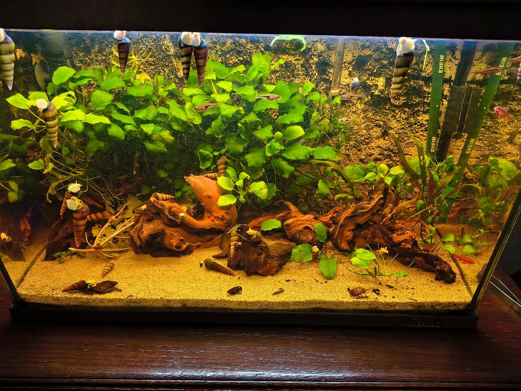 Sulawesi slak-Olifanten slak, Dieren en Toebehoren, Slak of Weekdier, Zoetwatervis