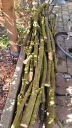 Haardhout wilde kastanje, Ophalen