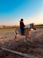 bijrijder / verzorgster aangeboden, Dieren en Toebehoren, Ophalen, Zo goed als nieuw