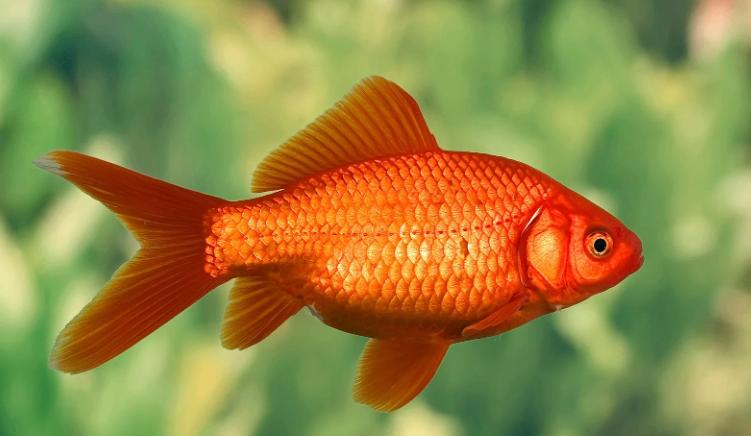 Wakin Goudvis Mix Ca. 7/10 cm - Koidream Valburg, Dieren en Toebehoren, Vissen | Vijvervissen, Goudvis(sen)