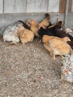 Cochin, wyandottes en zijdehoenders hennen, Dieren en Toebehoren, Pluimvee, Vrouwelijk, Kip