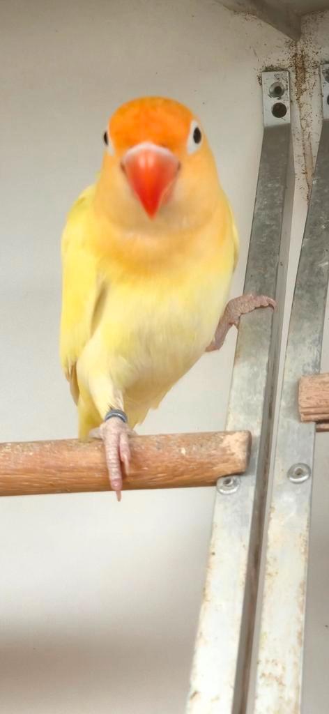 Turquoise fischeri pop, Dieren en Toebehoren, Vogels | Parkieten en Papegaaien, Dwergpapegaai of Agapornis, Vrouwelijk, Geringd