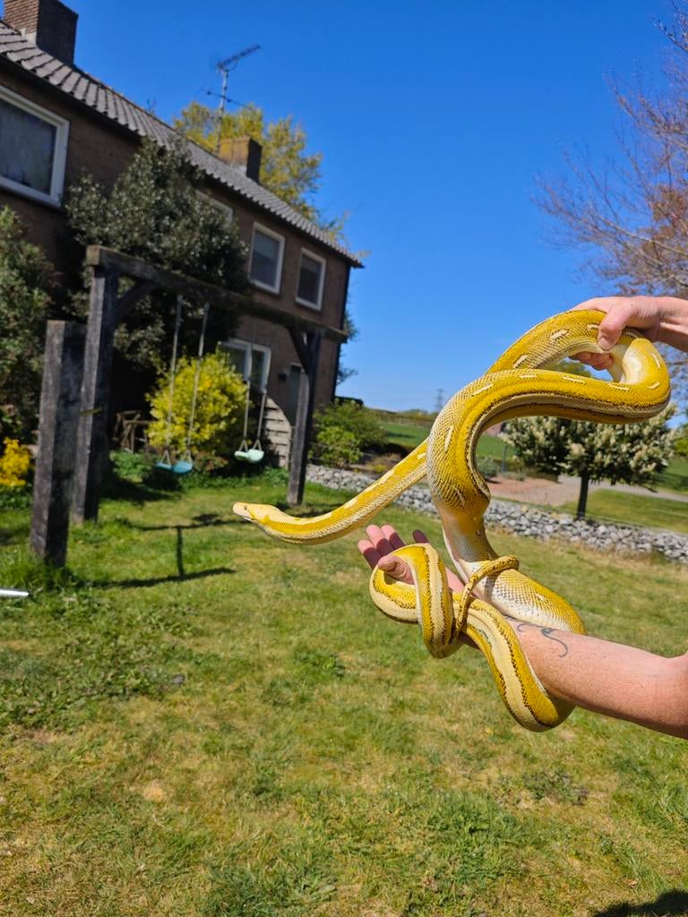 Python retic OGS Dwarf Reticulated Python - male for sale from MK Woodworks