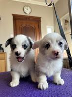 Prachtige welsh corgi cardigans, Dieren en Toebehoren, Honden | Chihuahua's en Gezelschapshonden, Parvo, België, Particulier, Overige rassen