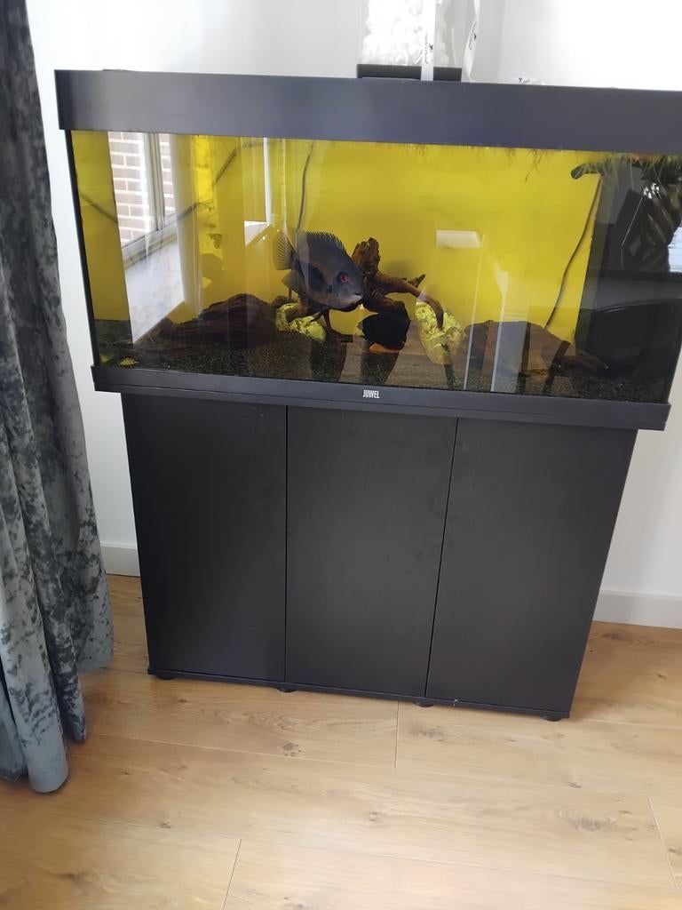 Compleet aquarium, Ophalen, Inclusief vissen, Juwel, Gevuld zoetwateraquarium