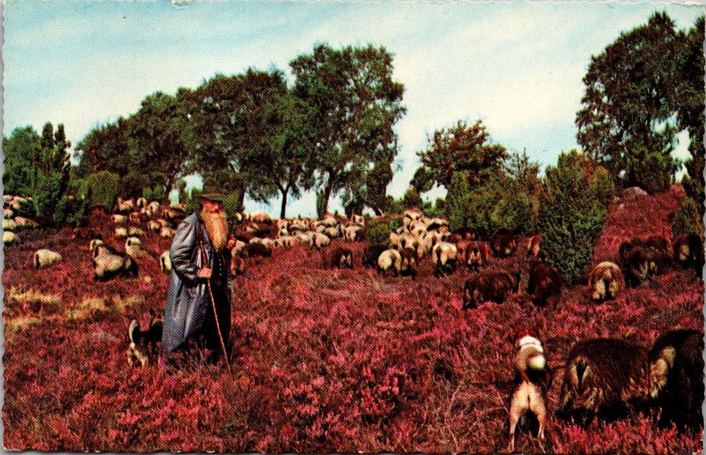 Vierhouten - Schaapherder met een kudde schapen, Verzenden, 1960 tot 1980, Gelopen, Gelderland