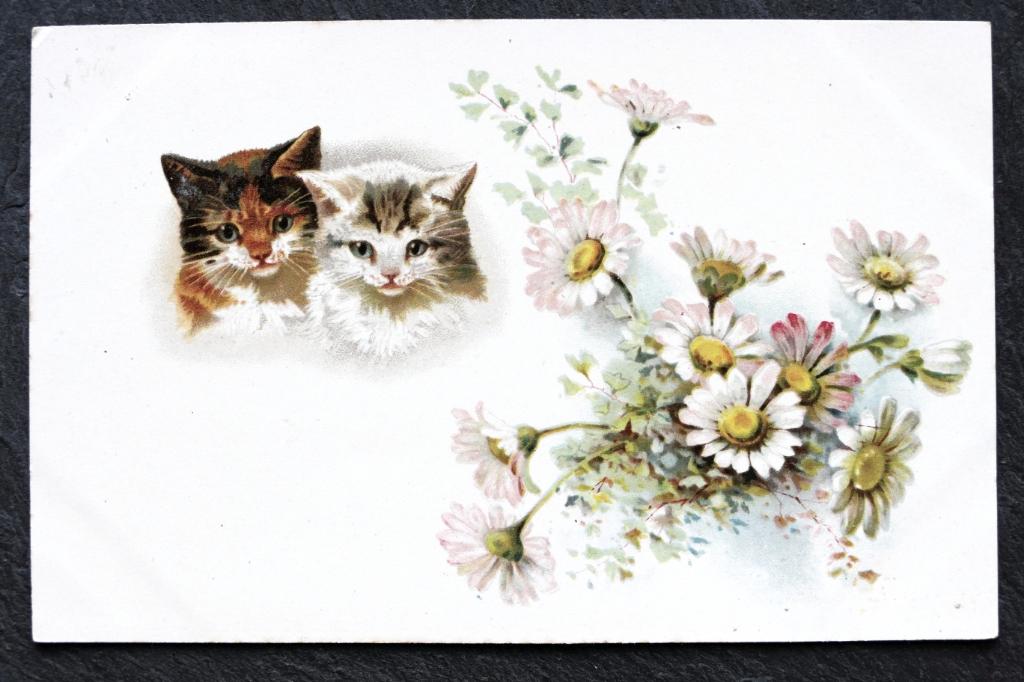 Twee schattige poezen en een bosje margrieten, Verzenden, Voor 1920, Ongelopen, Hond of Kat