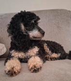 🩷💙 NESTJE OP KOMST!!  Toy / dwergpoedel - poedel pups 🩷💙, Poedel, Parvo, 8 tot 15 weken, Meerdere