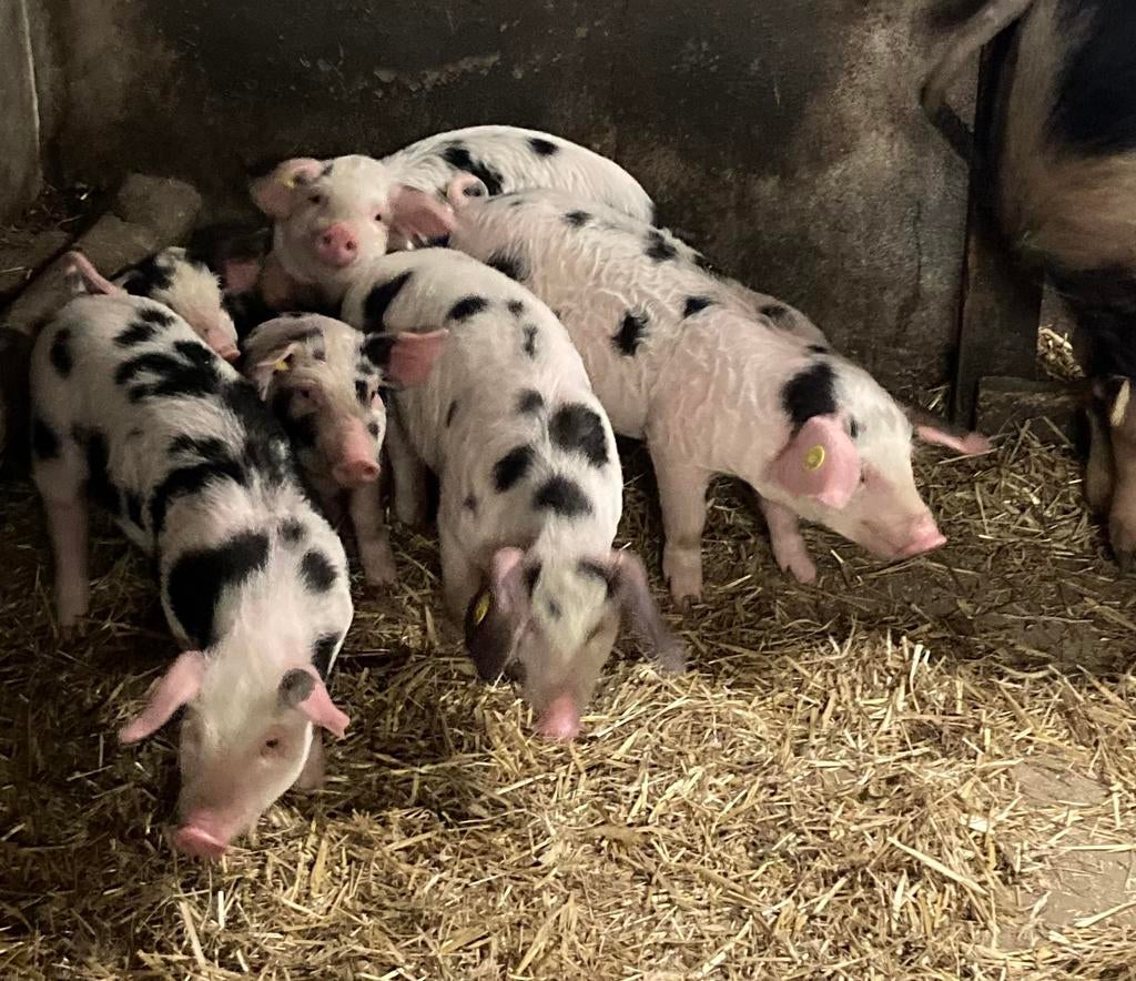 Bonte Bentheimer biggen, Dieren en Toebehoren, Schapen, Geiten en Varkens, Mannelijk, Varken