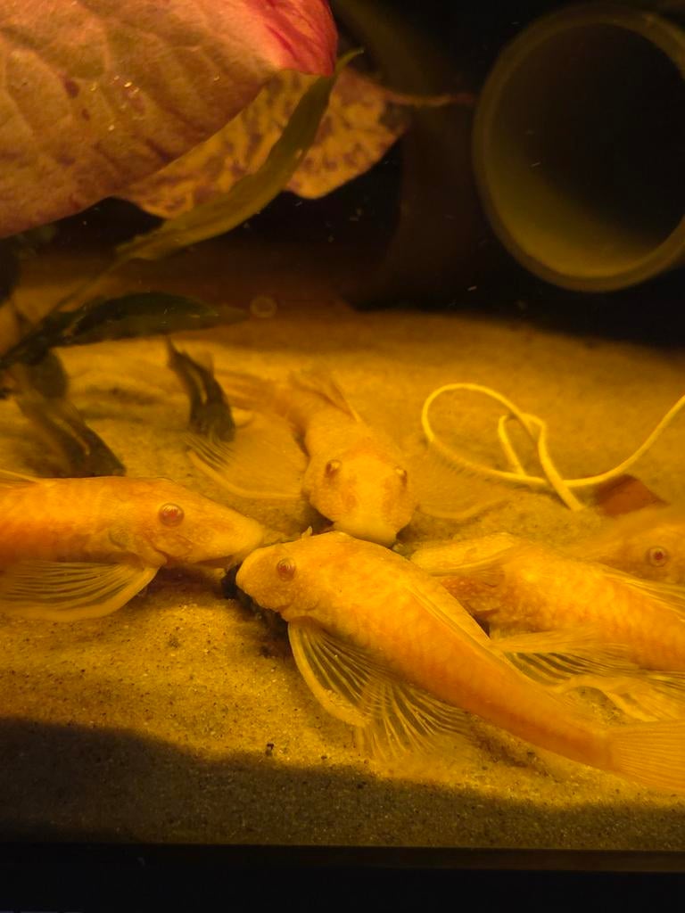 Huisgemaakte voer voor grondbewoners/l nummers (aquarium), Dieren en Toebehoren, Vissen | Aquariumvissen, Vis, Zoetwatervis, Schoolvis